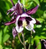 Aquilegia 'William Guinness'