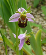 Bee Orchid