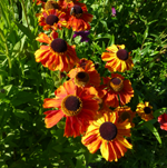 Helenium'Sahin's Early Flowerer'