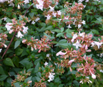 Abelia grandiflora