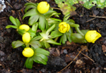 Winter Aconite