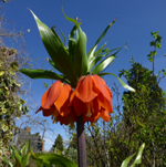 Crown Imperial