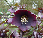 Hellebore Harrington Shades of Night