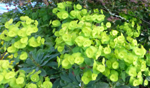 Euphorbia 