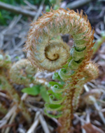 Ostrich fern Matteuccia struthiopteris