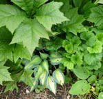 Wet bed plants