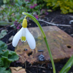 G. 'Primrose Warburg' 