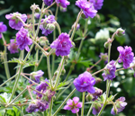 Geranium pratense 'Plenum Violaceum'