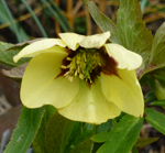 Helleborus orientalis