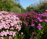 Michaelmas daisies