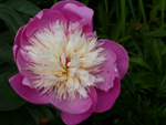 Peony 'Bowl of Beauty'