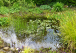 Pond with Bowles' Golden Sedge (Carex elata 'Aurea')