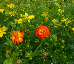 Potentilla 'William Rollison' and Coreopsis verticillata 'Moonbeam'