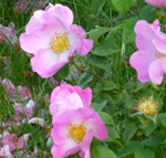 Rosa complicata