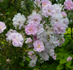 Rambling rose 'Paul's Himalayan Musk'