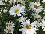 Shasta daisy