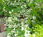 Strawberry, Fragaria vesca 'Variegata'