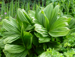 Veratrum nigrum