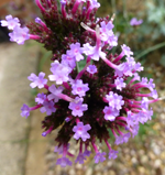 Verbena bonariensis (South American vervain)